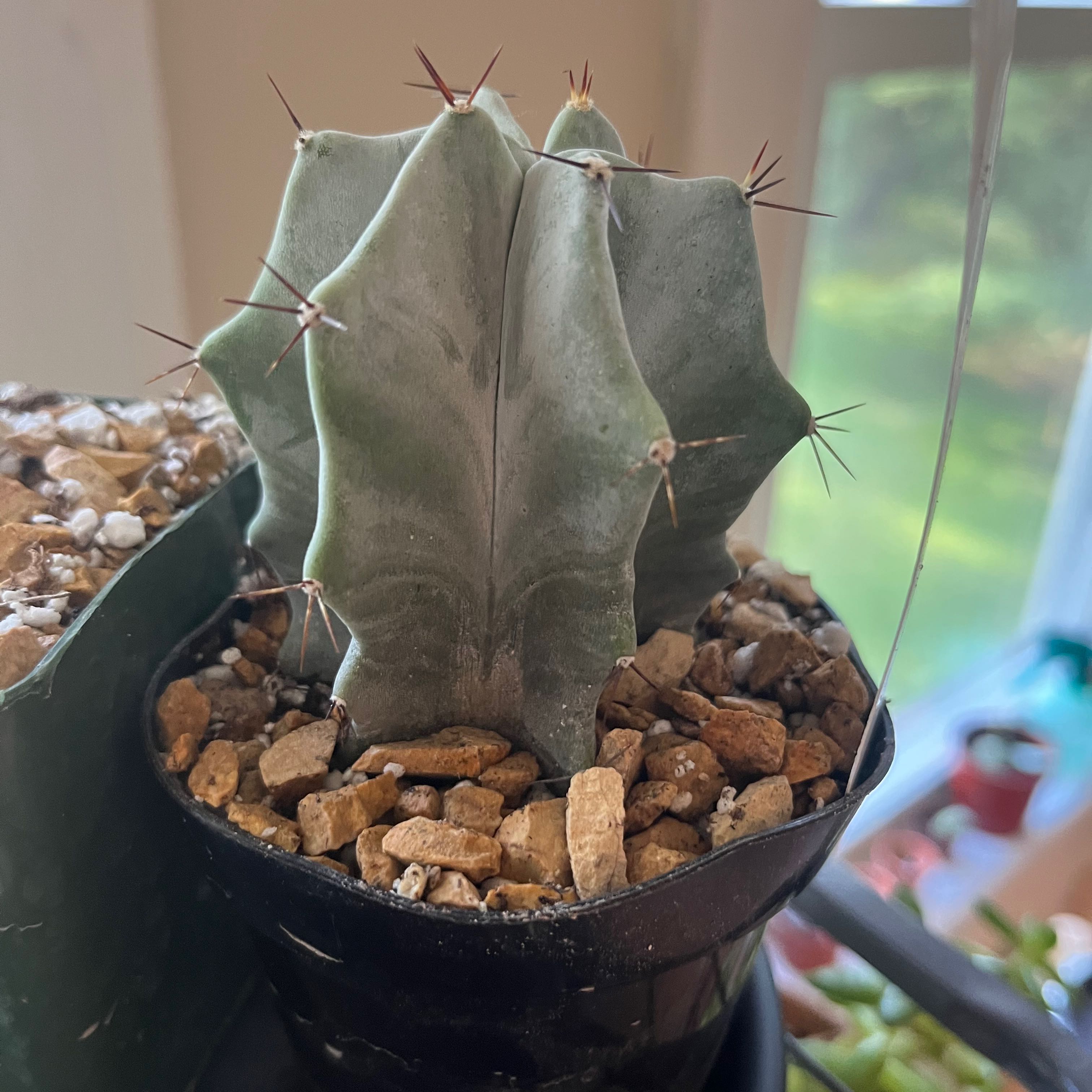 Gray Ghost Organ Pipe cactus in a small pot with rocky soil, well-framed and in focus.