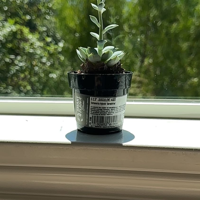 A healthy Echeveria 'Seraphina' succulent in a small pot on a windowsill.