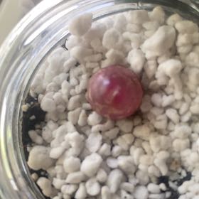Photo of the plant species Conophytum burgeri by @ZappyCodiaeum named Athena on Greg, the plant care app