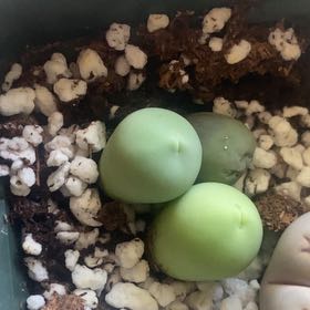 Photo of the plant species Conophytum calculus by @ZappyCodiaeum named Bodhi on Greg, the plant care app