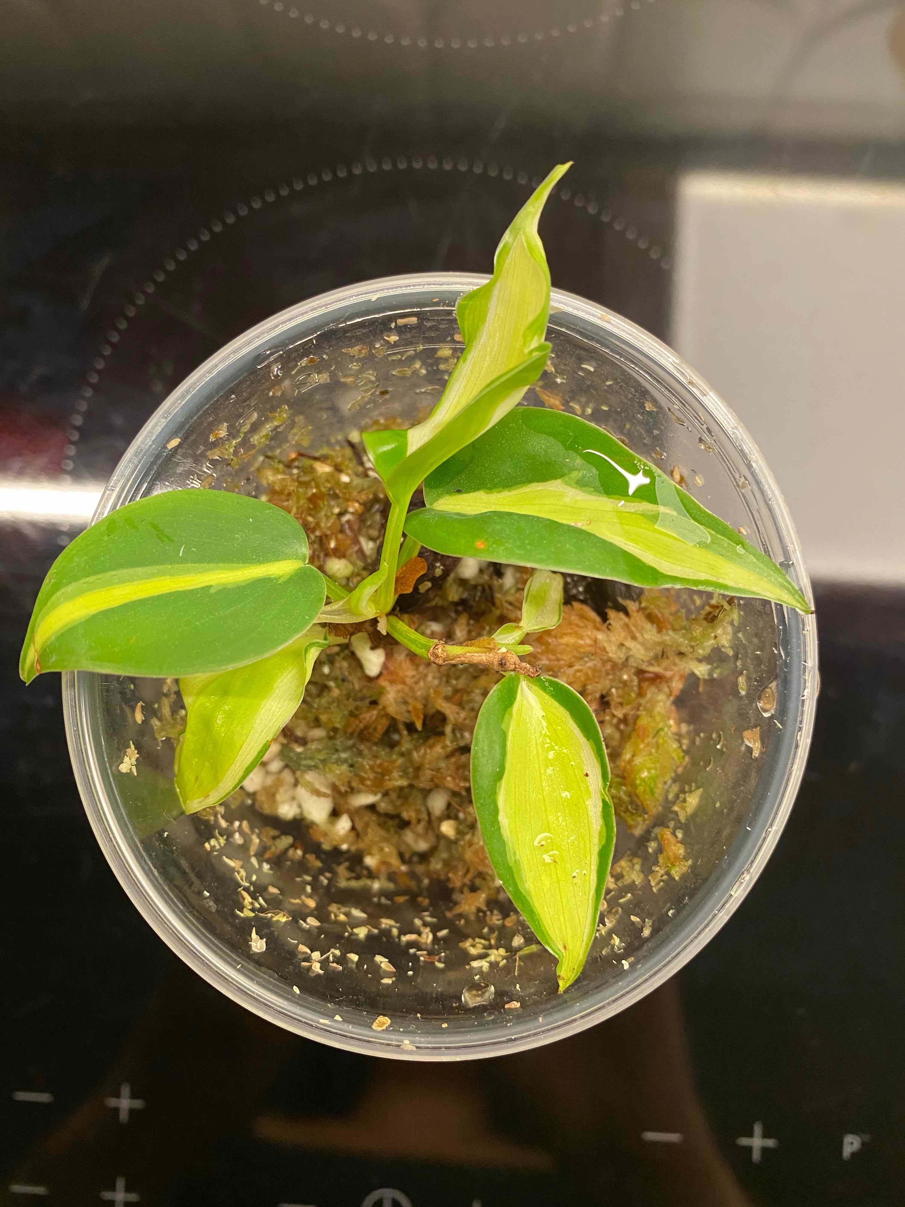 Philodendron 'Cream Splash' plant in a clear container with visible soil and healthy variegated leaves.