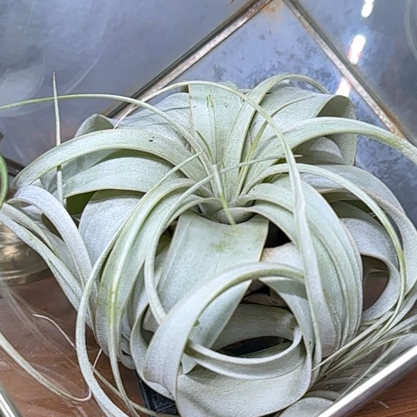 Tillandsia Xerographica uploaded to the Greg plant app by @GlossyRubberfig