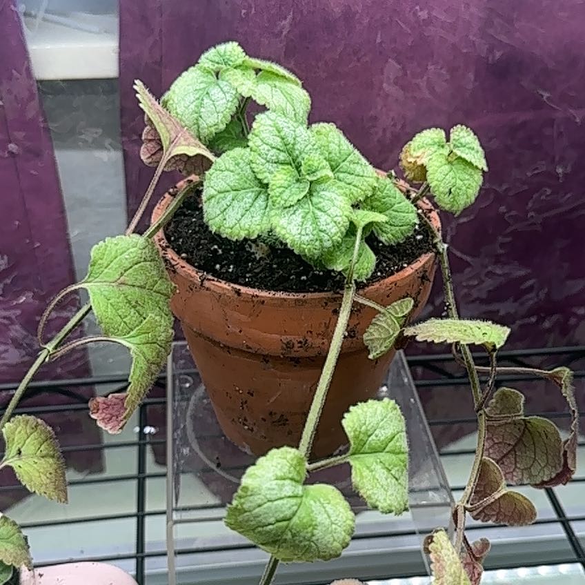 Photo of the plant species Eryngium 'Jade Frost' by @GlossyRubberfig named Lola on Greg, the plant care app