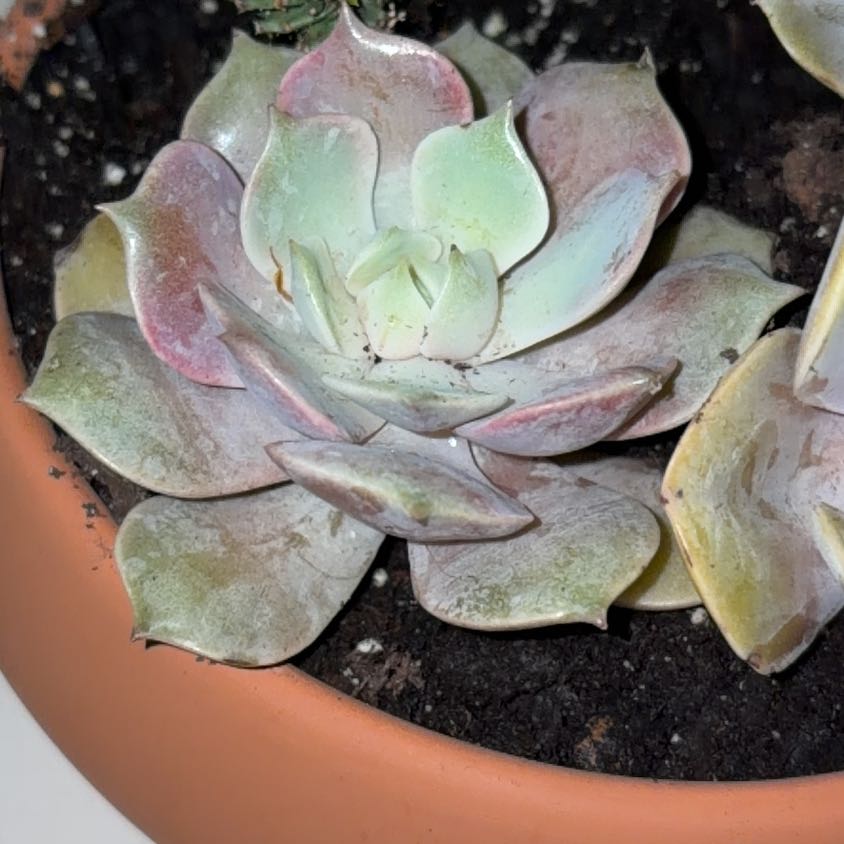 Photo of the plant species Echeveria 'Pink Diamond' by @GlossyRubberfig named Bruce Lee on Greg, the plant care app