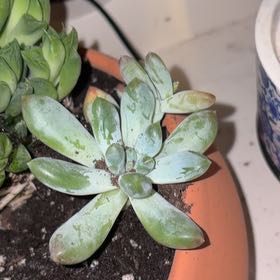 Photo of the plant species Pachyphytum 'Starburst' by @GlossyRubberfig named Ronaldo on Greg, the plant care app