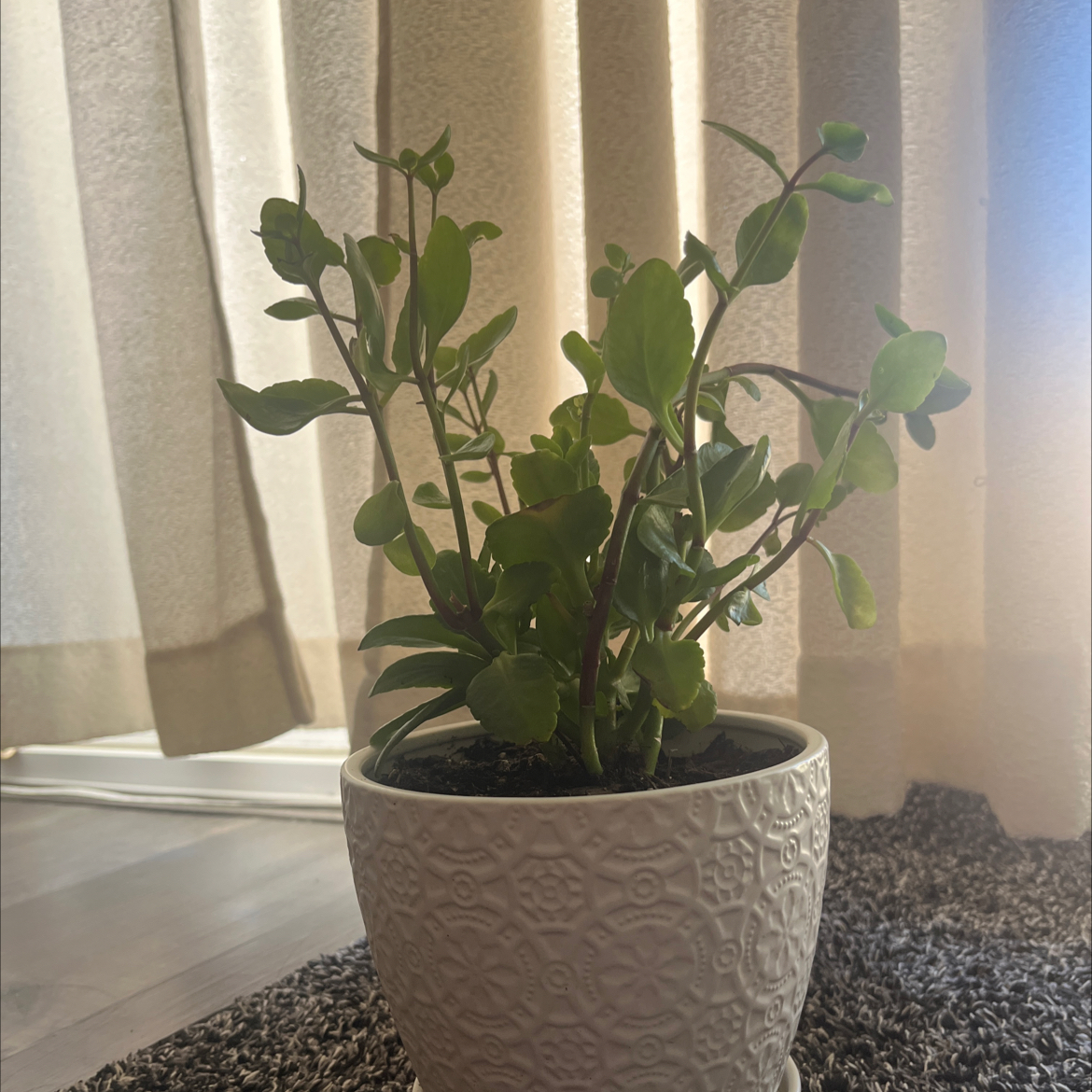Indoor potted Flower Dust Plant with healthy green leaves on a textured rug.