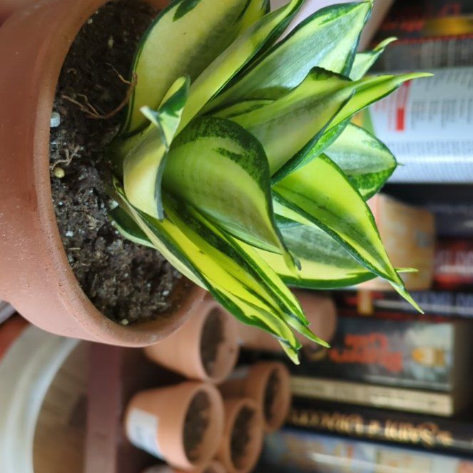 Photo of the plant species Gold Star Hahnii by @StunningPawpaw named Taylor Swift on Greg, the plant care app