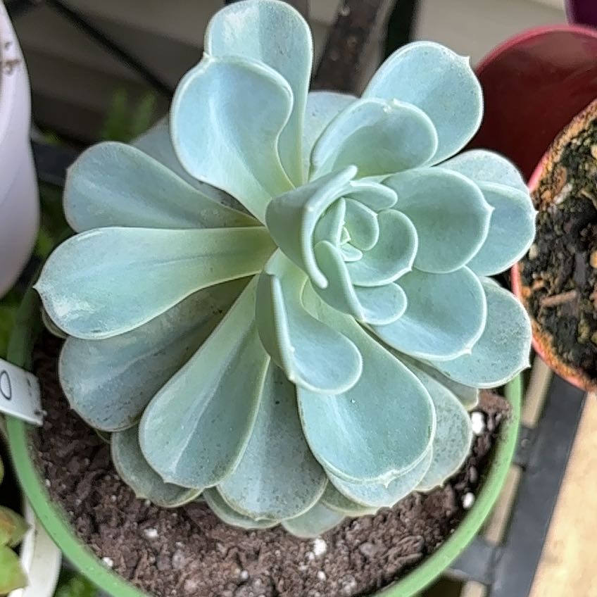 Photo of the plant species Pachyveria 'Orpet' by @MotherLovage named Lola on Greg, the plant care app