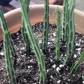 Photo of the plant species Inch Worm by @AthleteRosilla named Keanu Leaves on Greg, the plant care app