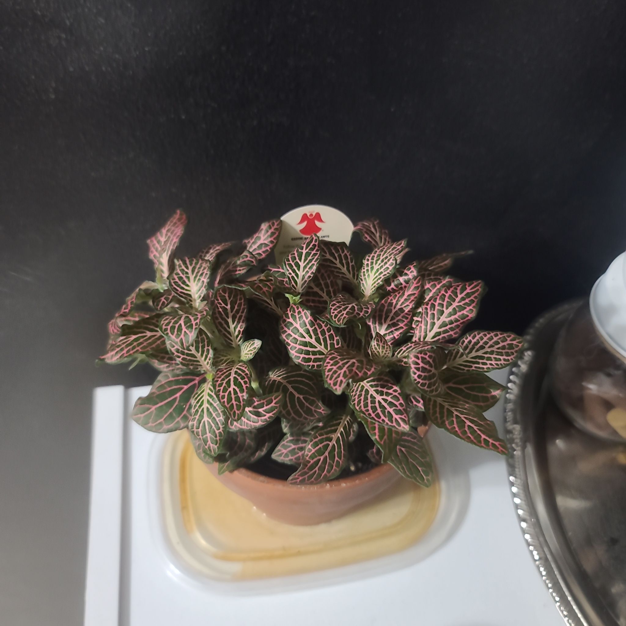 Pink Angel Nerve Plant in a small pot with vibrant pink and green leaves.