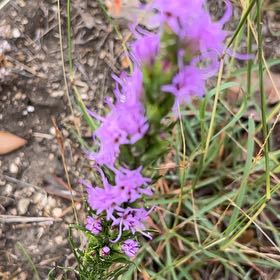 Photo of the plant species Plains Gayfeather by @ModernSunstar named Walt on Greg, the plant care app