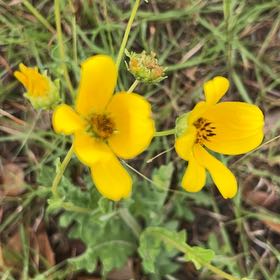 Photo of the plant species Arizona Beggarticks by @ModernSunstar named Prince on Greg, the plant care app