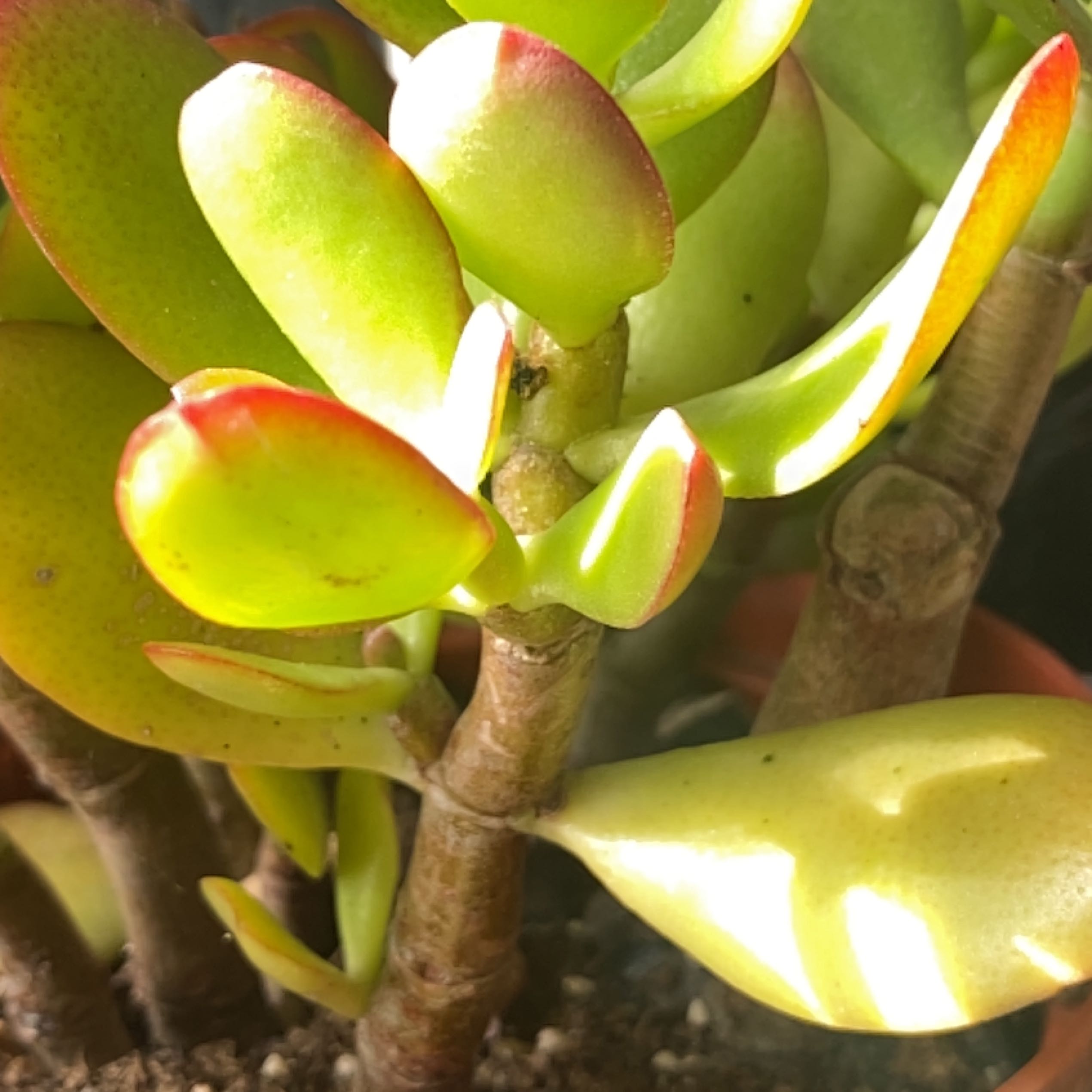 Golden Jade plant with thick, fleshy leaves and red edges. Soil is visible.