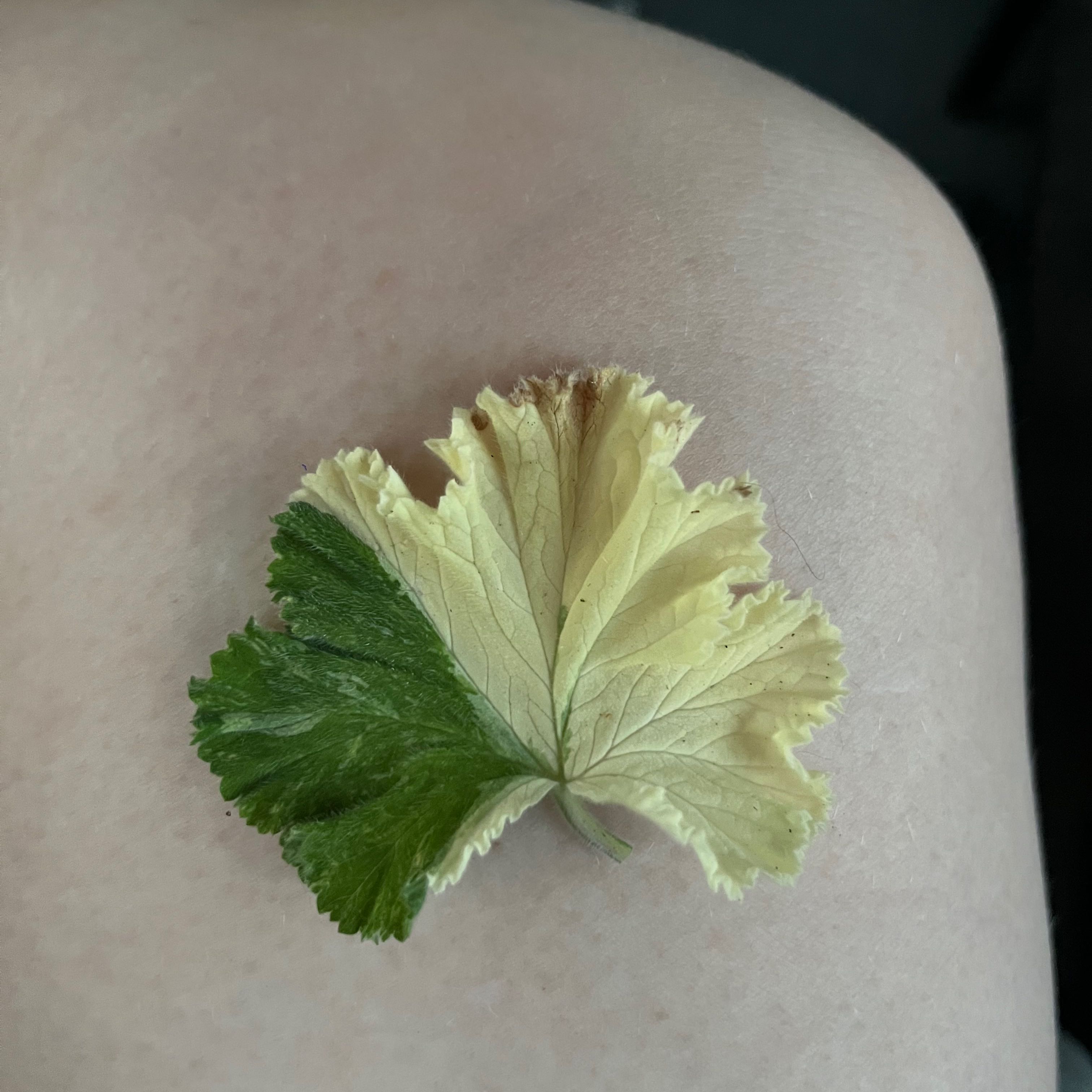 Hooded-Leaf Pelargonium leaf with yellowing and browning on a human skin background.