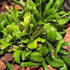 Photo of the plant species Lemmaphyllum Microphyllum by @BonusInchworm named Miley on Greg, the plant care app