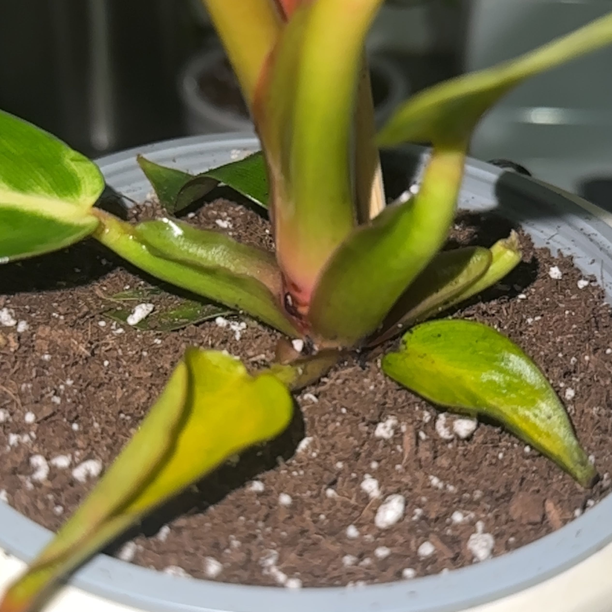 Photo of the plant species philodendron red sun by @TycoonElkweed named Queen on Greg, the plant care app
