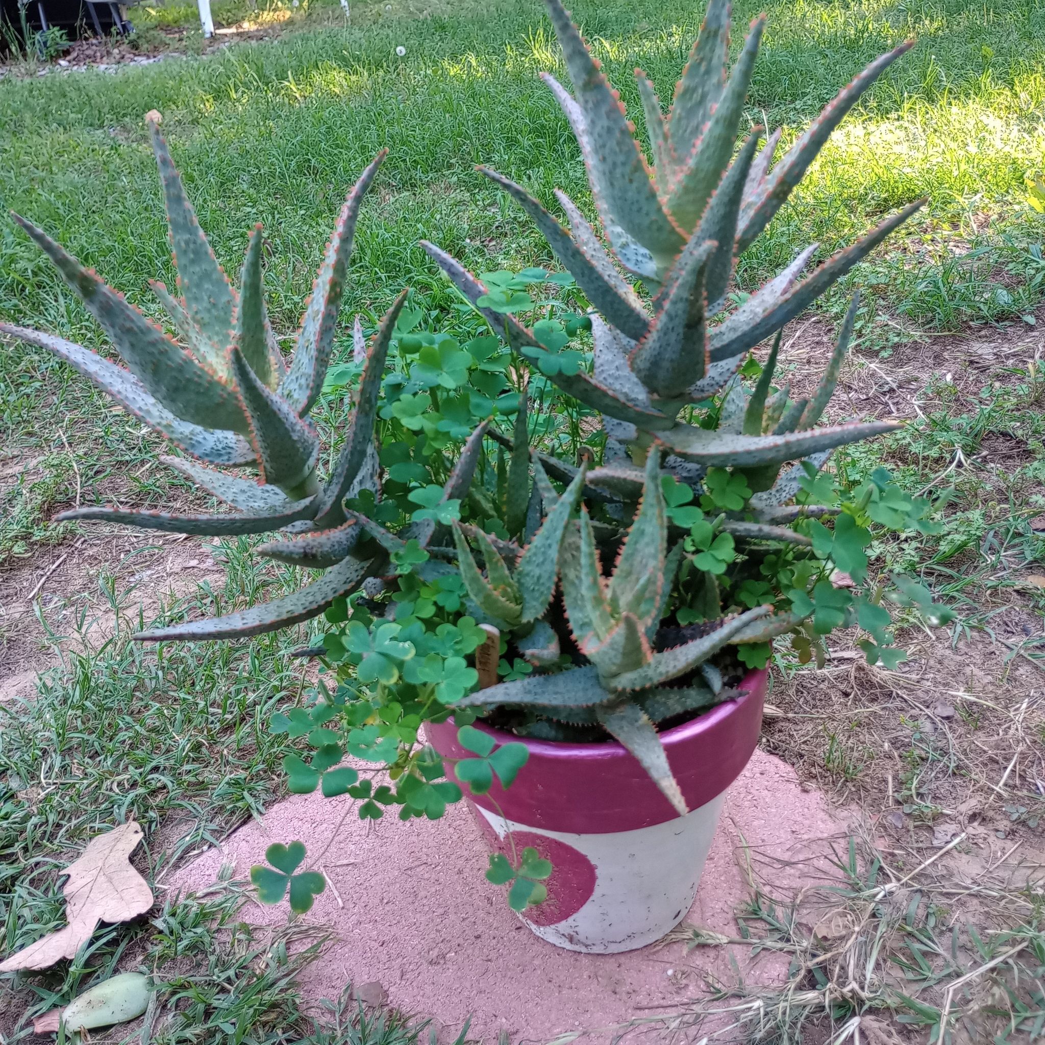 A healthy Aloe 'Christmas Carol' plant in a pot outdoors with surrounding foliage.