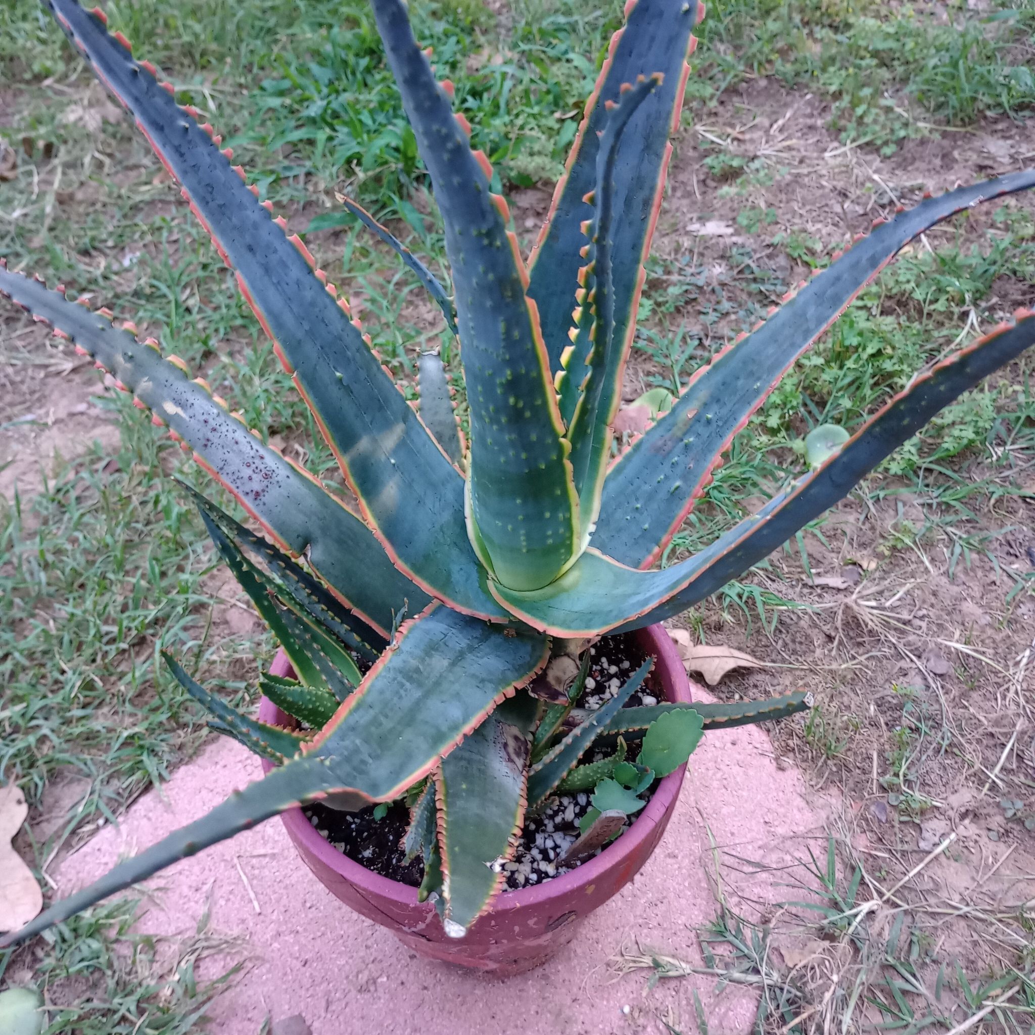 A healthy Aloe 'Swordfish' plant in a pot with visible soil.