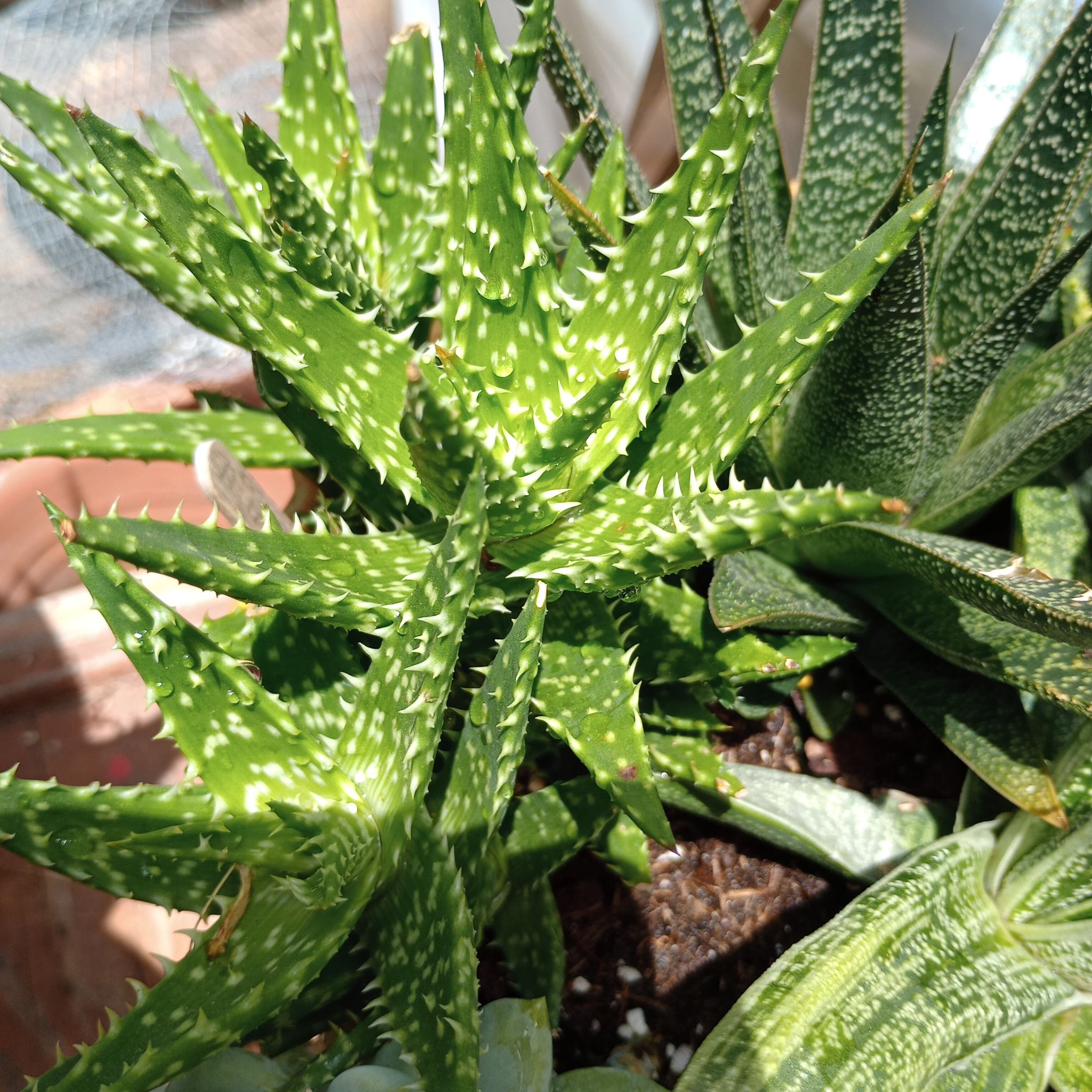 Aloe 'Minnie Belle' plant with vibrant green leaves and white spots, soil visible.