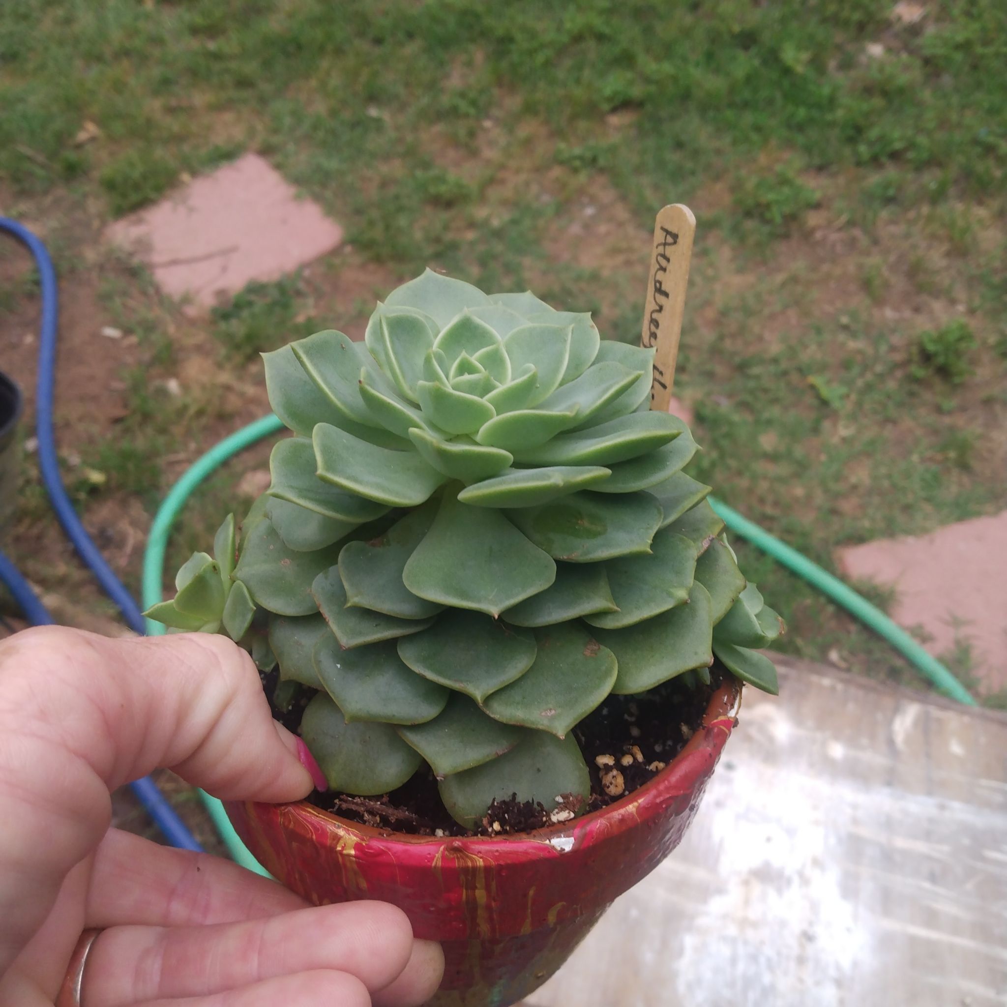 Healthy Taciveria 'Tasha' succulent in a pot, held by a hand.