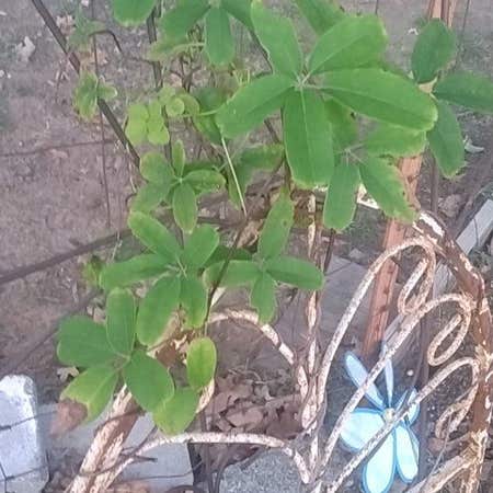 Photo of the plant species Chocolate Vine by @Lifeis2short named Dax on Greg, the plant care app