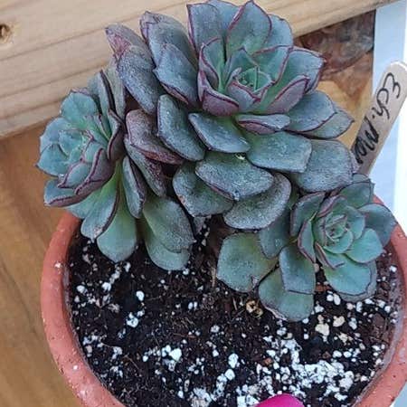Photo of the plant species Echeveria 'Moranii' by @Lifeis2short named Willow on Greg, the plant care app