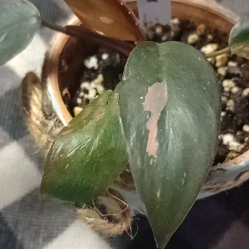 Photo of the plant species Philodendron 'Black Cherry' by @Lifeis2short named Rowan on Greg, the plant care app