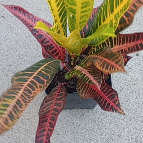 Photo of the plant species Croton Nervia by @Lifeis2short named Rainbow Bright on Greg, the plant care app
