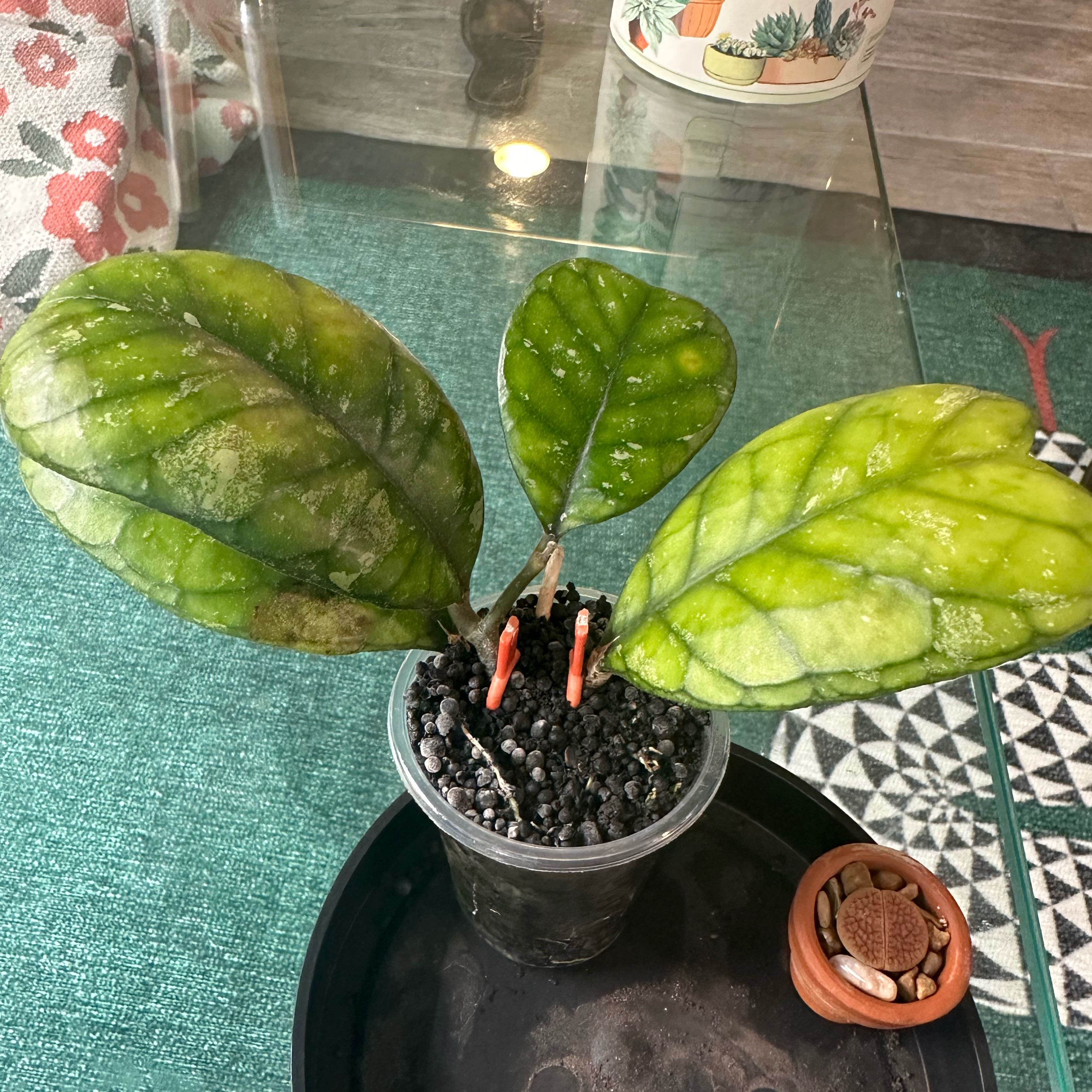 Photo of the plant species Hoya Deykeae by @SpiffySiricote named Achilles on Greg, the plant care app