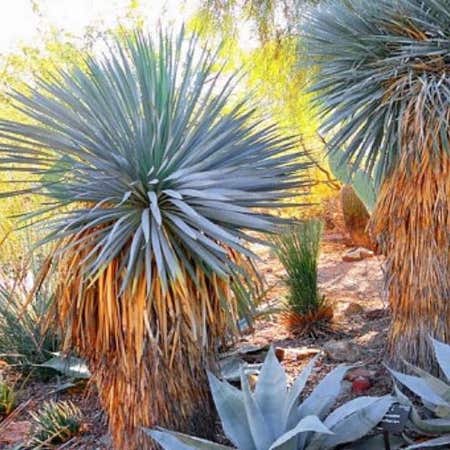 Photo of the plant species Beaked Yucca by @UltraRossavens named Doja Cat on Greg, the plant care app