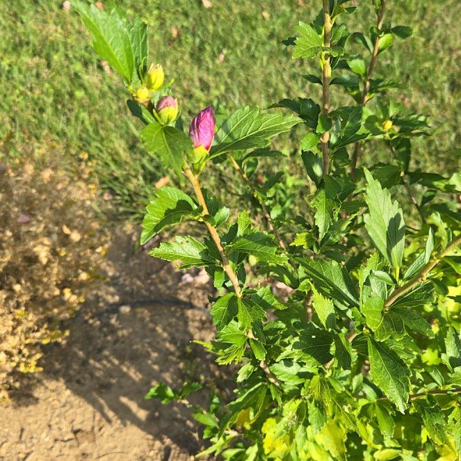 Photo of the plant species Steeplebush by @SummeryChisme named Fernie Mercury on Greg, the plant care app
