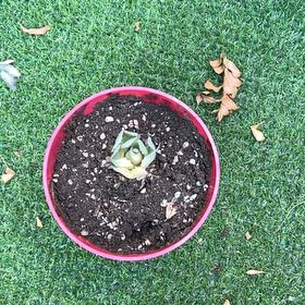 Photo of the plant species Blue Rose Agave by @ShinySoftcane named Xena on Greg, the plant care app