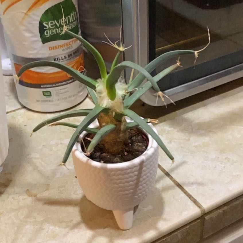 Photo of the plant species Agave Cactus by @MellowPinoak named Michelle Branch on Greg, the plant care app