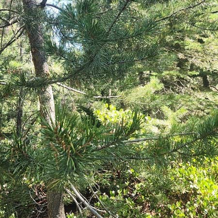 Photo of the plant species Contorta Pine by @TubularAnacua named Einstein on Greg, the plant care app