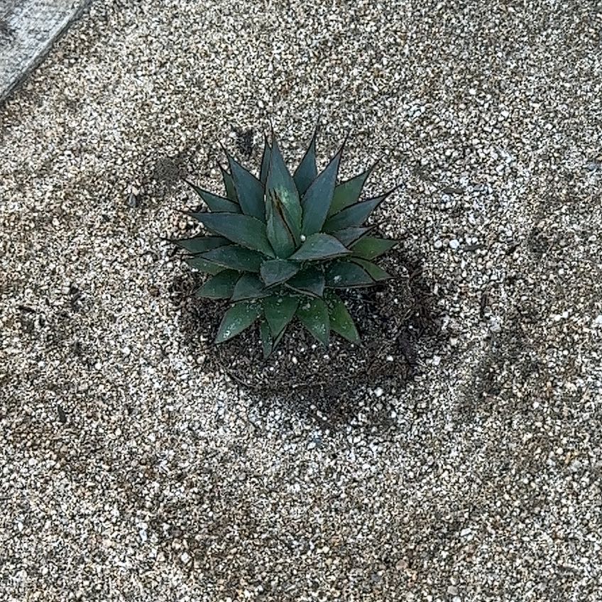 Coastal Agave plant centered in sandy soil, appears healthy.