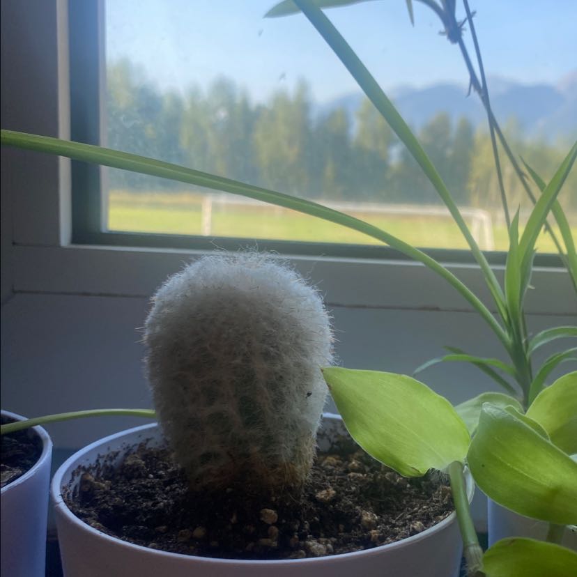 Comb Hedgehog Cactus in a pot near a window with another plant in the background.