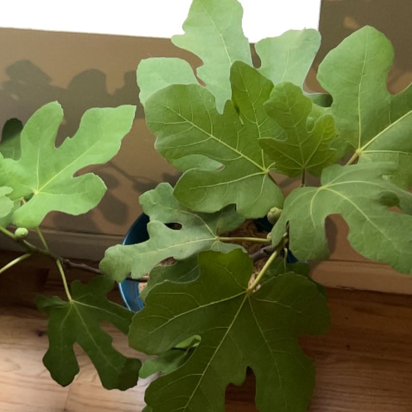 Image of a healthy Hardy Fig Tree with large green leaves near a window.