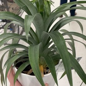 Photo of the plant species Black Pineapple Bromeliad by @QuickLuckyred named Dolores on Greg, the plant care app
