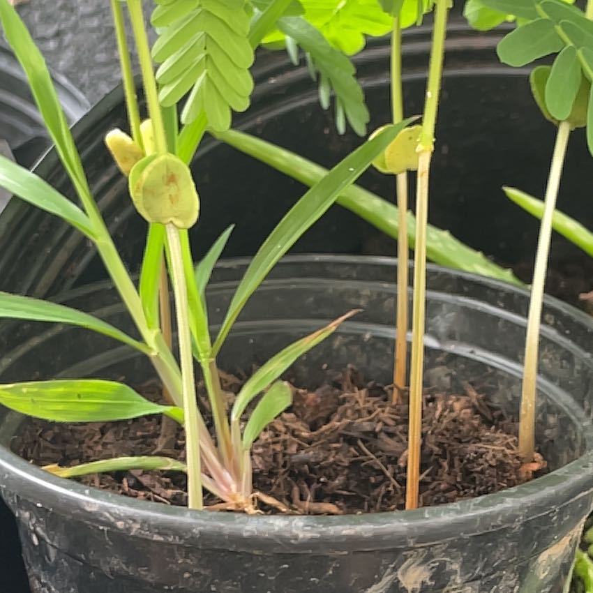 Photo of the plant species Tamarind by @AcceptingPotato named Stella on Greg, the plant care app