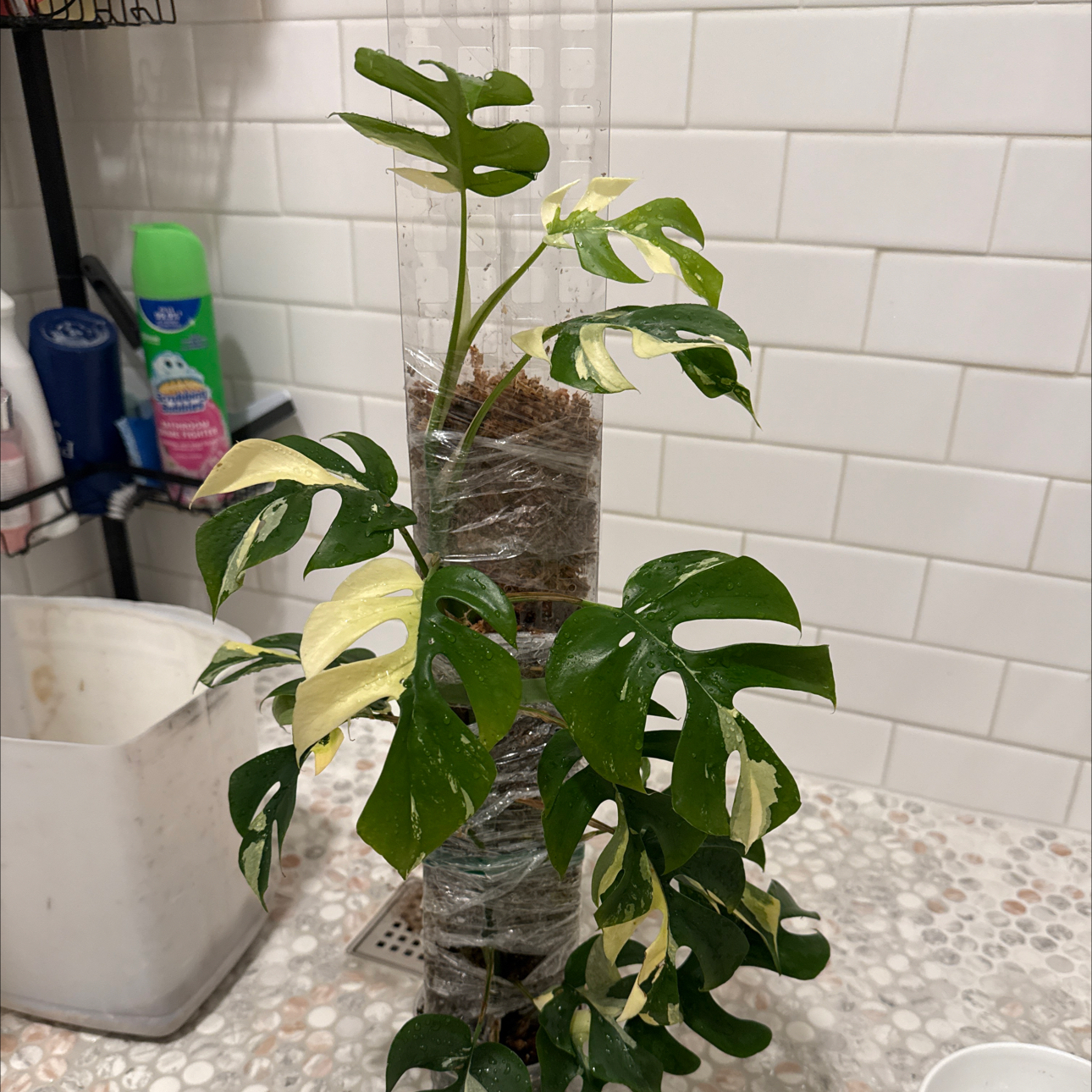 Photo of the plant species Variegated Mini Monstera by Cat named Mum on Greg, the plant care app