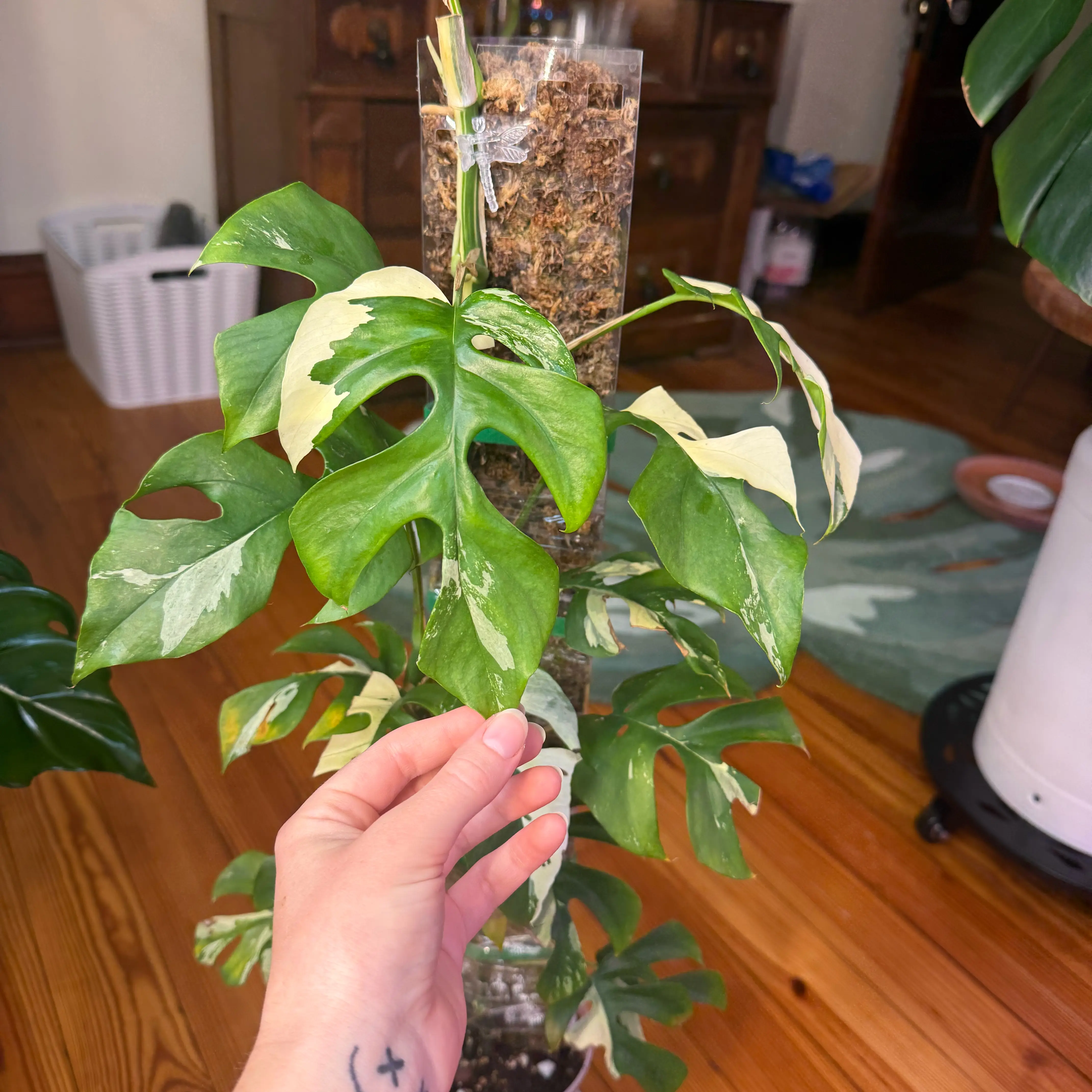 Photo of the plant species Variegated Mini Monstera by Cat named Mum on Greg, the plant care app