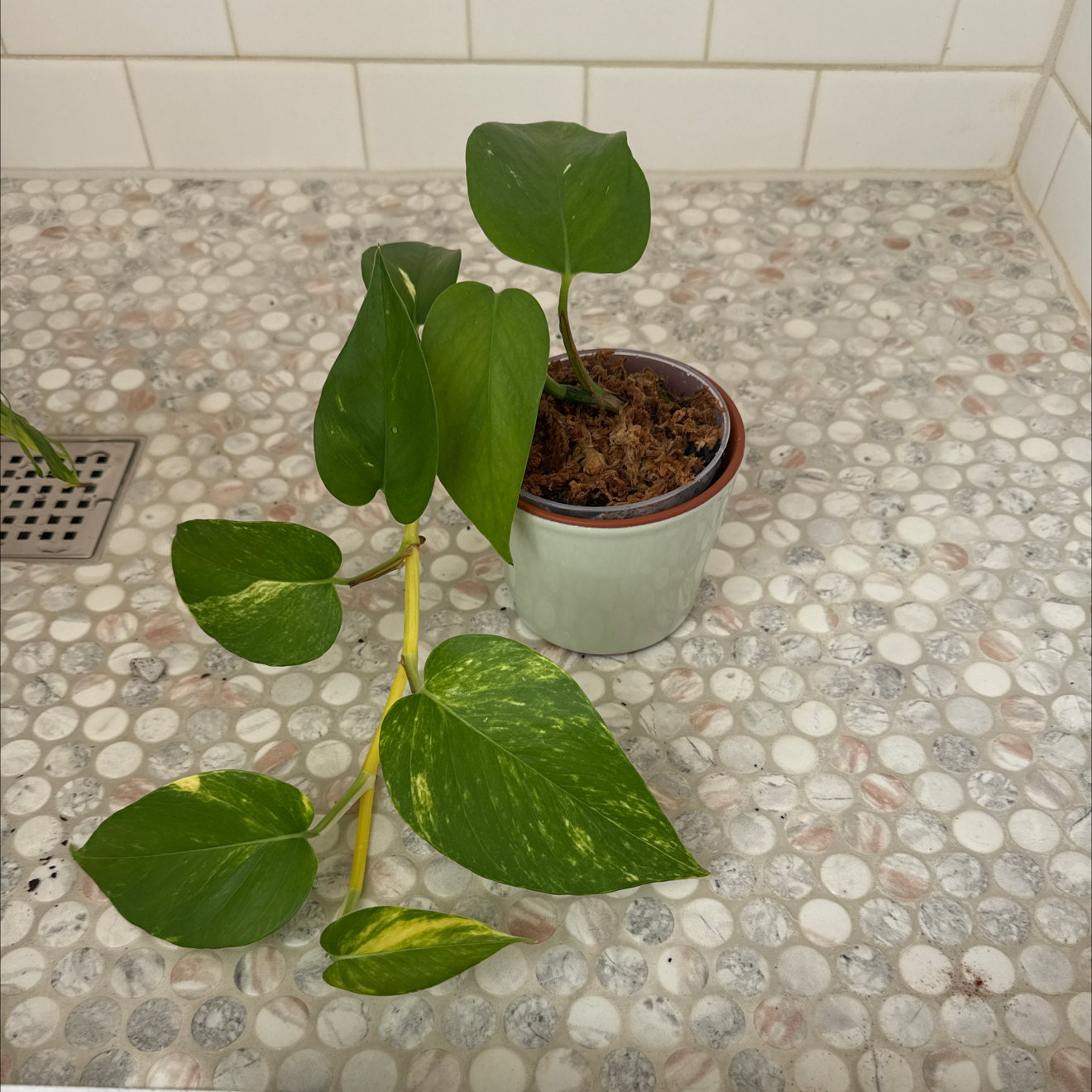 Photo of the plant species Teruno Valencia Pothos by Cat named Runo on Greg, the plant care app