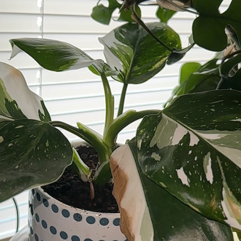 Monstera 'Albo' plant with variegated leaves and some browning edges in a pot with visible soil.