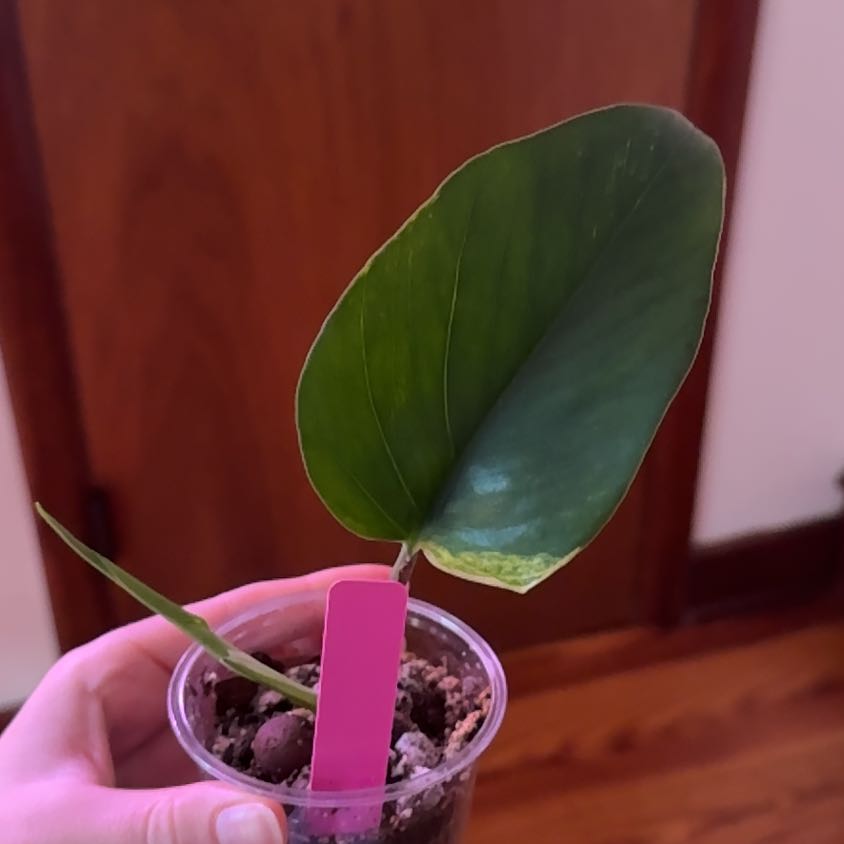 Photo of the plant species Teruno Valencia Pothos by Cat named Runo on Greg, the plant care app