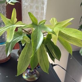 Photo of the plant species Flordia Ghost by Cat named Lebron on Greg, the plant care app