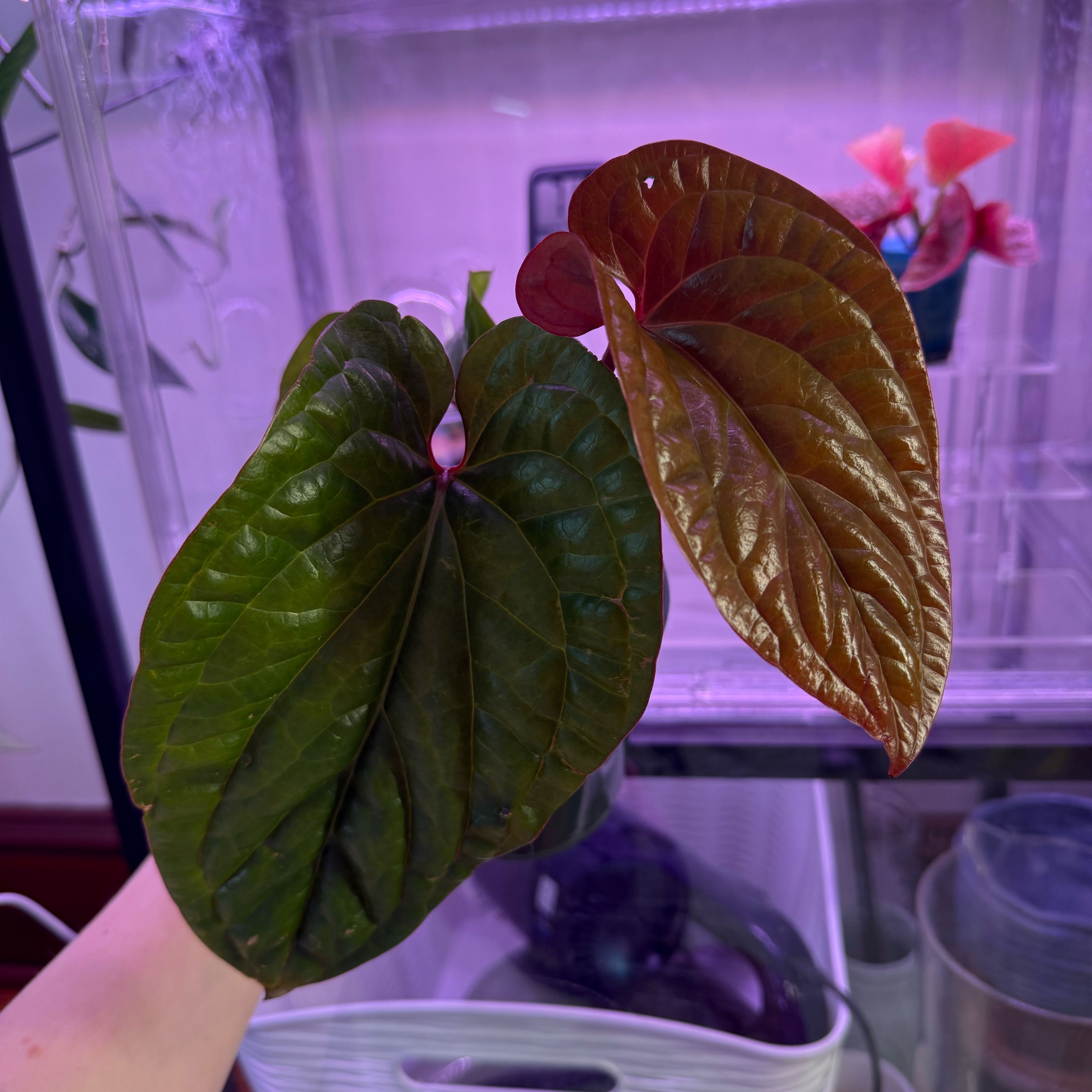 Photo of the plant species Anthurium Radicans x Luxurians by Cat named Grenada on Greg, the plant care app