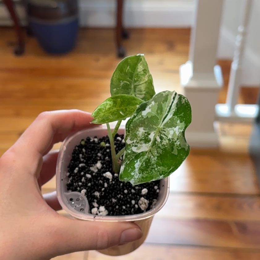 Photo of the plant species Variegated Alocasia frydek by Cat named Mystery on Greg, the plant care app