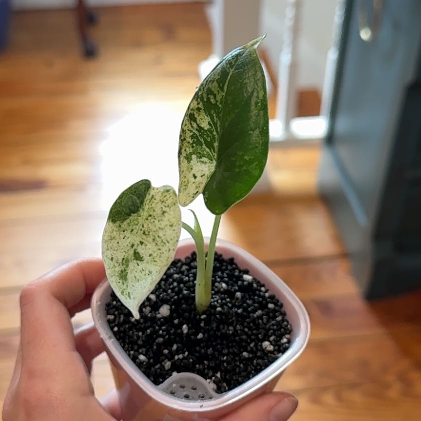 Photo of the plant species Var Dragon Scale by Cat named Varggie on Greg, the plant care app