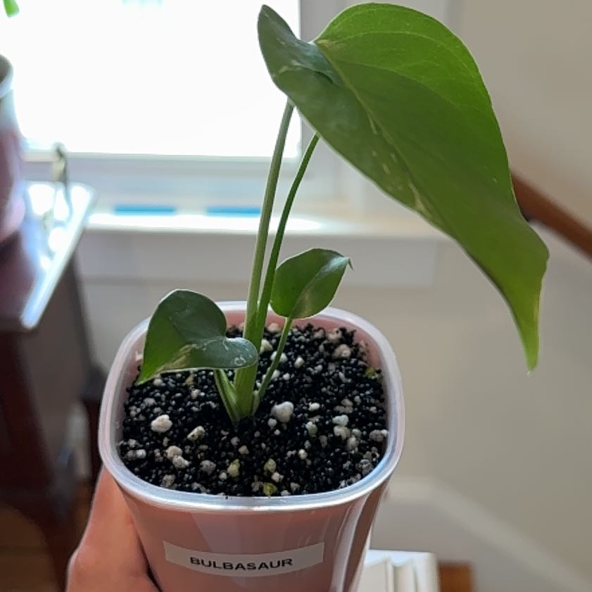 Photo of the plant species Monstera deliciosa 'Bulbosaur' by Cat named Bulbous on Greg, the plant care app