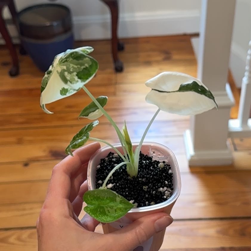 Photo of the plant species Variegated Alocasia frydek by Cat named Freddie on Greg, the plant care app
